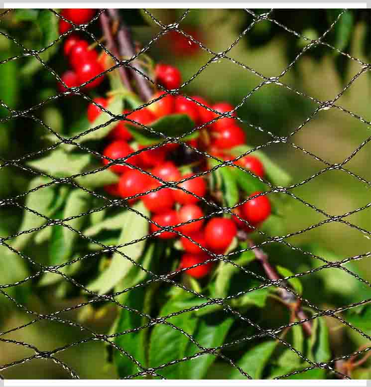 Anti-Bird Net: A Simple Solution to Protect Your Property and Crops
