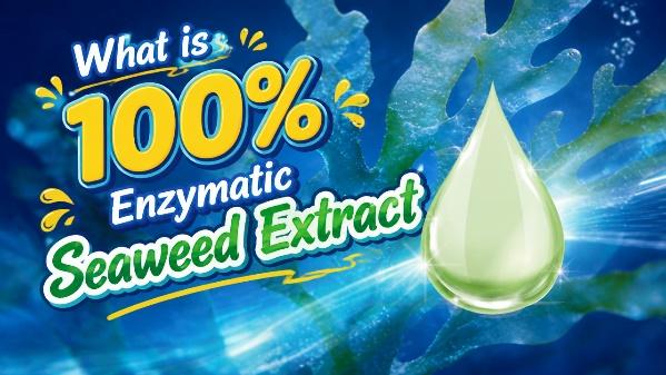China Seaweed Extract: Top Recommendations for Health and Wellness